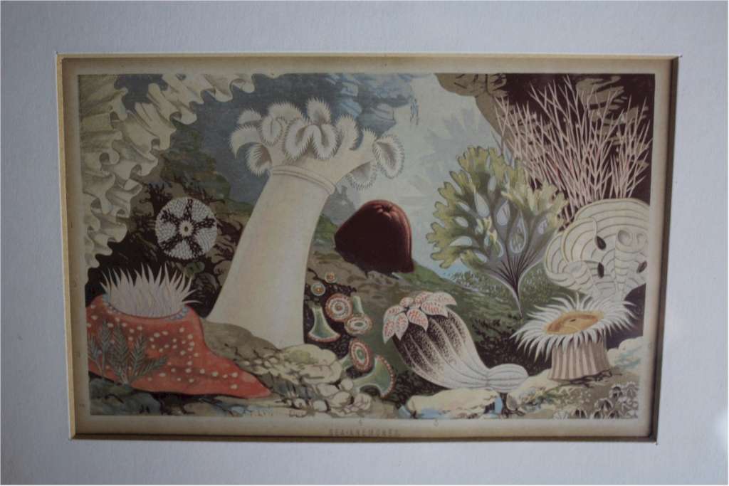 Sea anemone framed Victorian coloured print