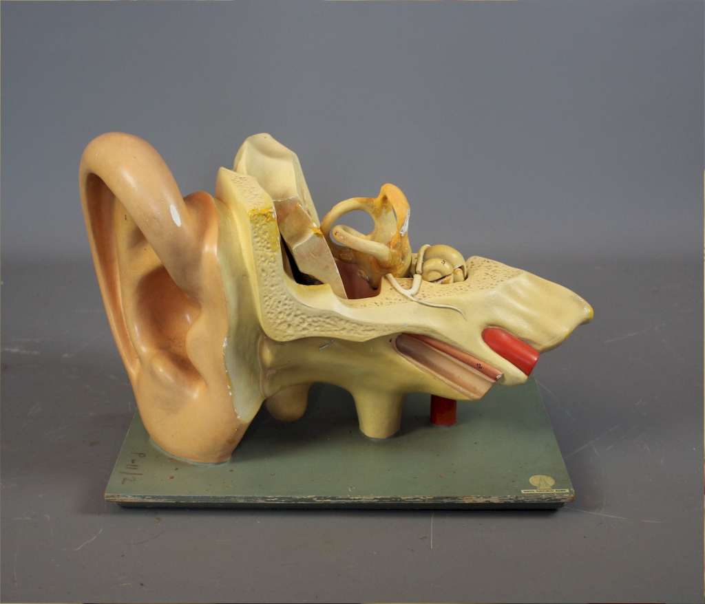 Anatomical model of the human ear