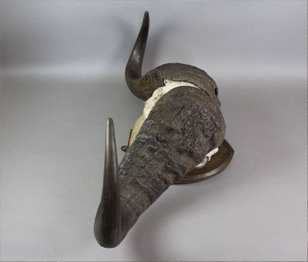 Water Buffalo horns mounted on shield dated 1933