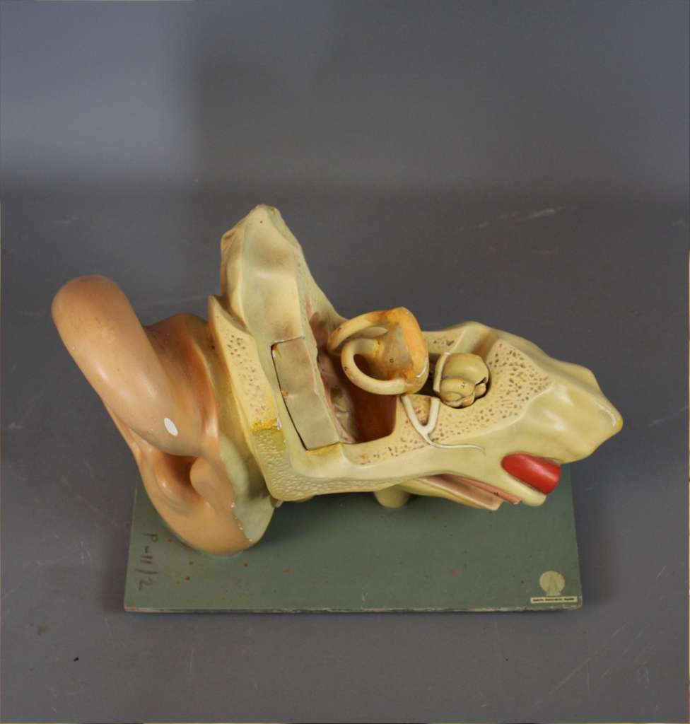Anatomical model of the human ear