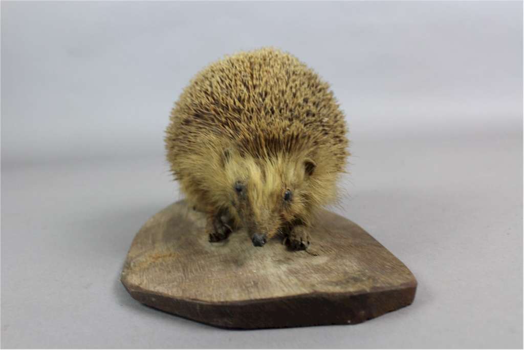 Taxidermy hedgehog on wooden plinth