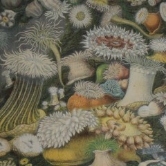 Victorian framed plate of Sea anemone